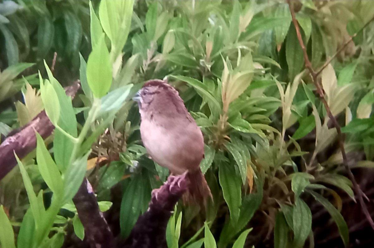 Rusty Sparrow - Wagner Fernandez