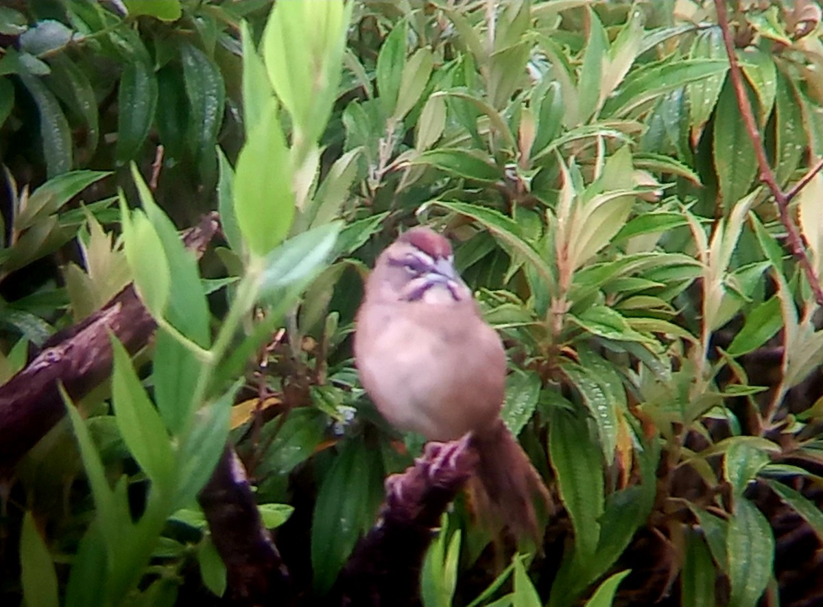 Rusty Sparrow - Wagner Fernandez