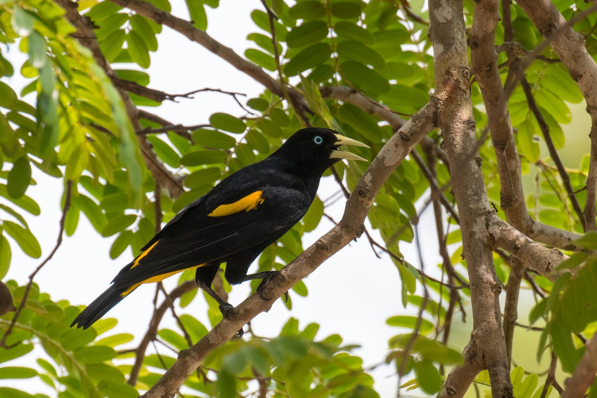 Yellow-rumped Cacique - ML500562281