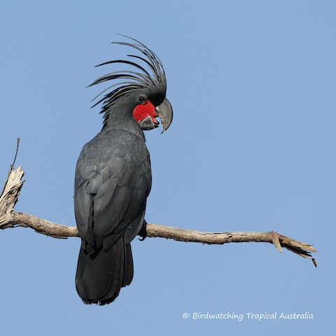 Palm Cockatoo - eBird