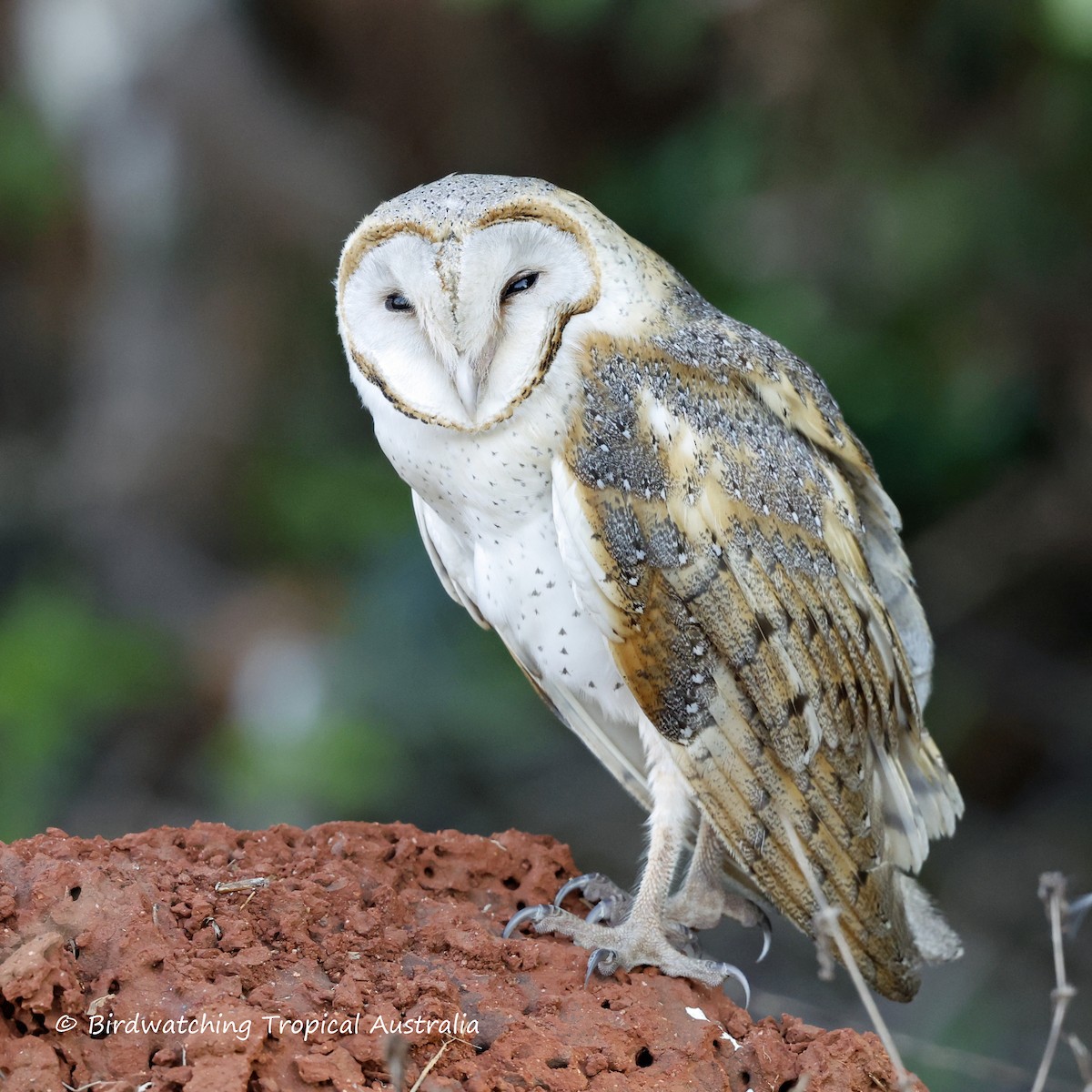 Barn Owl - Doug Herrington || Birdwatching Tropical Australia Tours