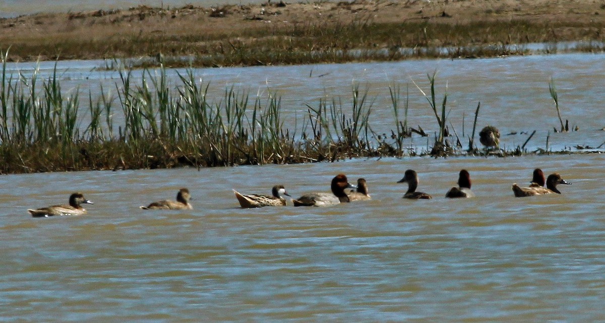 White-cheeked Pintail - Colette Micallef