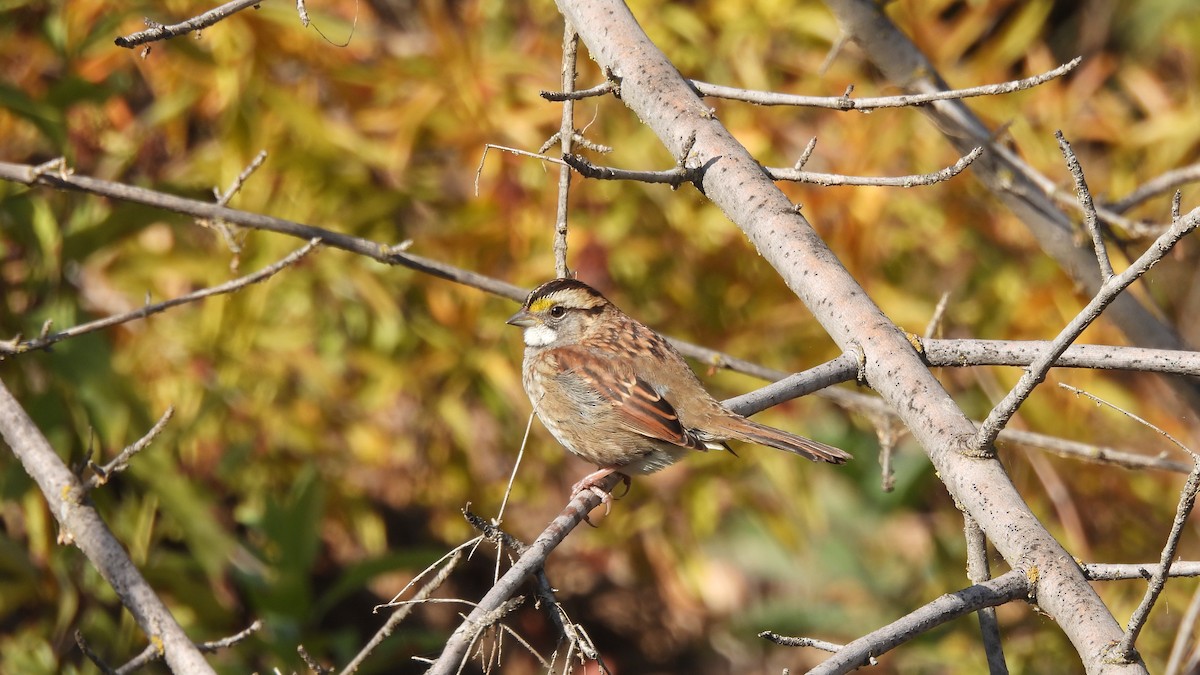 White-throated Sparrow - ML500576531