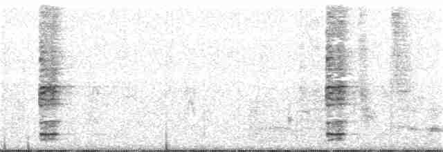 Ring-necked Pheasant - ML50057791