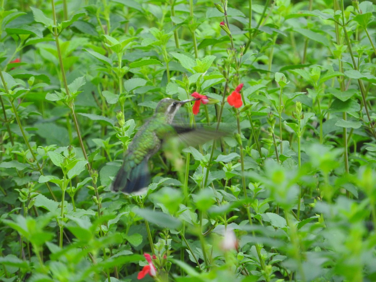 Broad-billed Hummingbird - ML500583961
