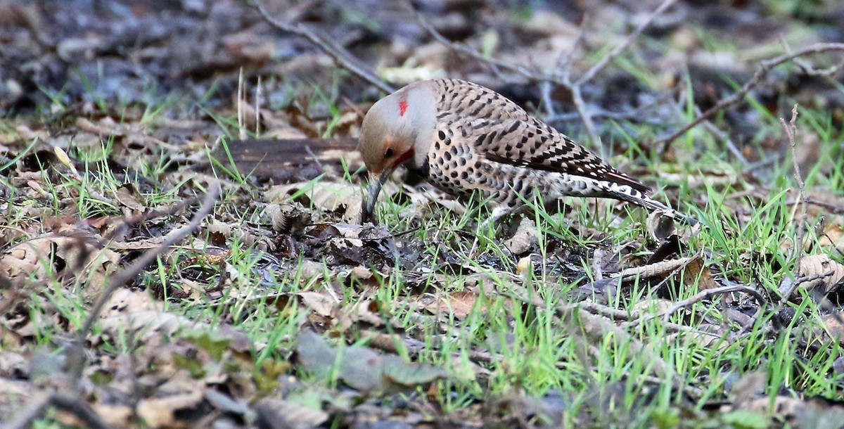 Northern Flicker (Yellow-shafted x Red-shafted) - ML50058411