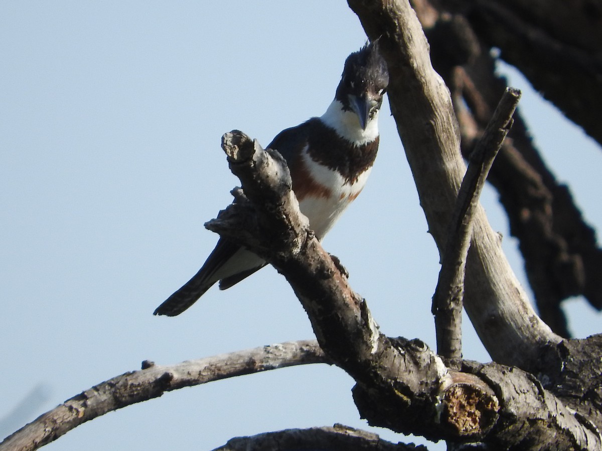 Belted Kingfisher - ML500584211