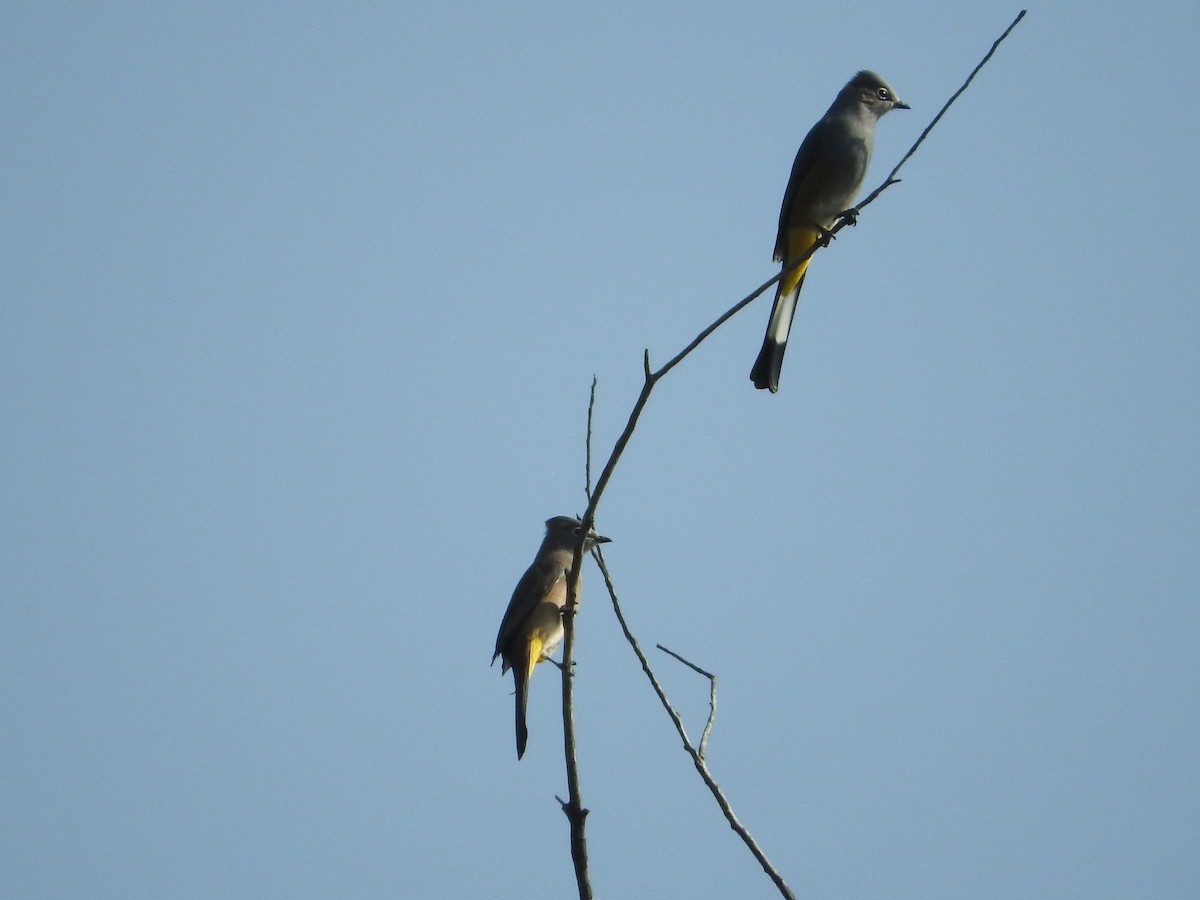 Gray Silky-flycatcher - Museo de Historia Natural