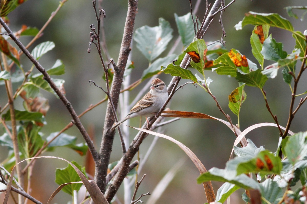 Chipping Sparrow - ML500588301