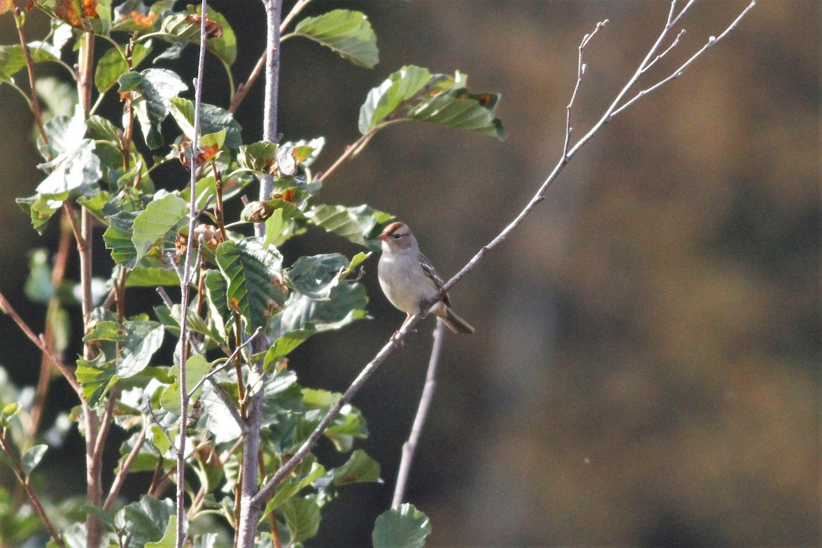 White-crowned Sparrow - ML500588371