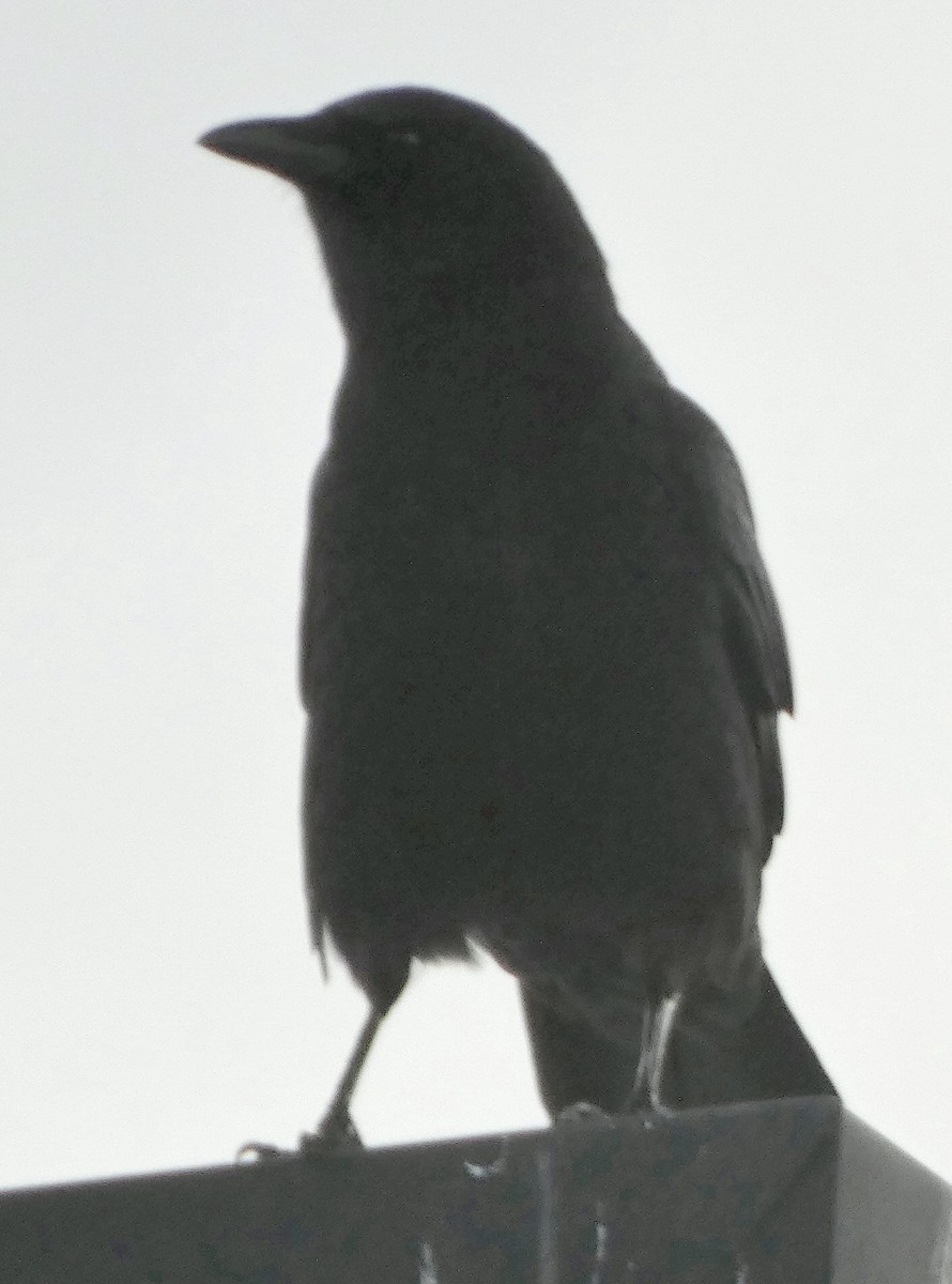 Ml500589901 american crow macaulay library