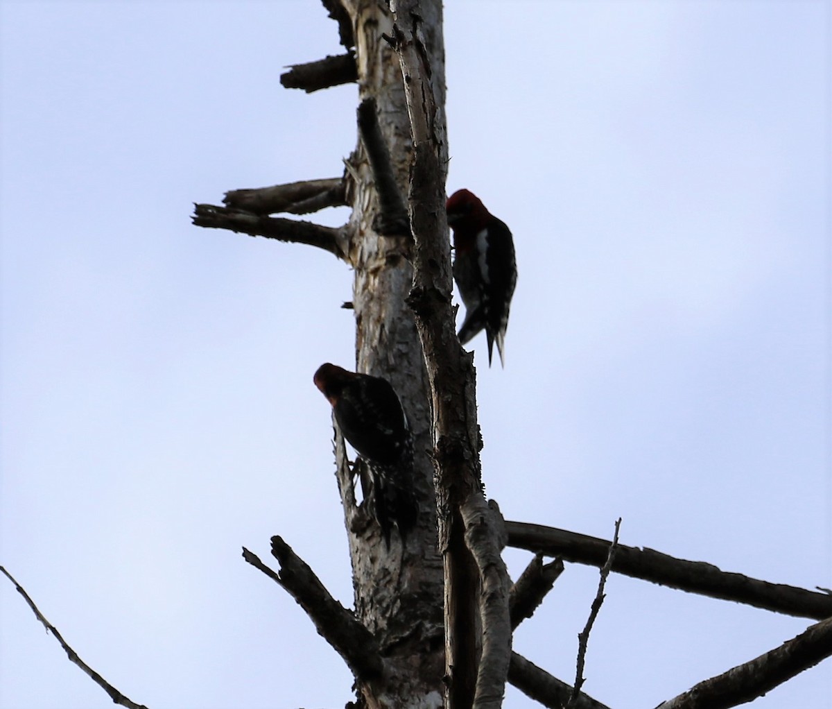 Red-breasted Sapsucker - ML50059331