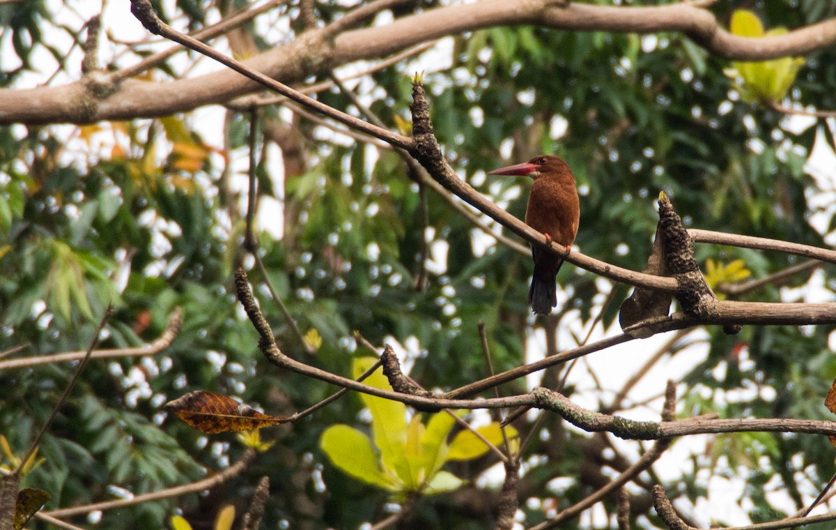 Brown-breasted Kingfisher - Forest Botial-Jarvis