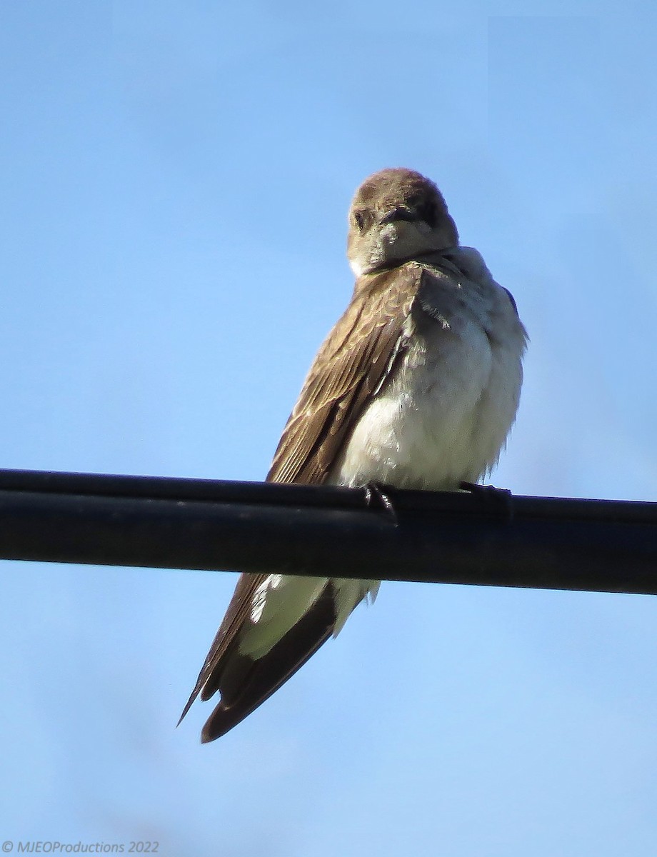 Northern Rough-winged Swallow - ML500604301