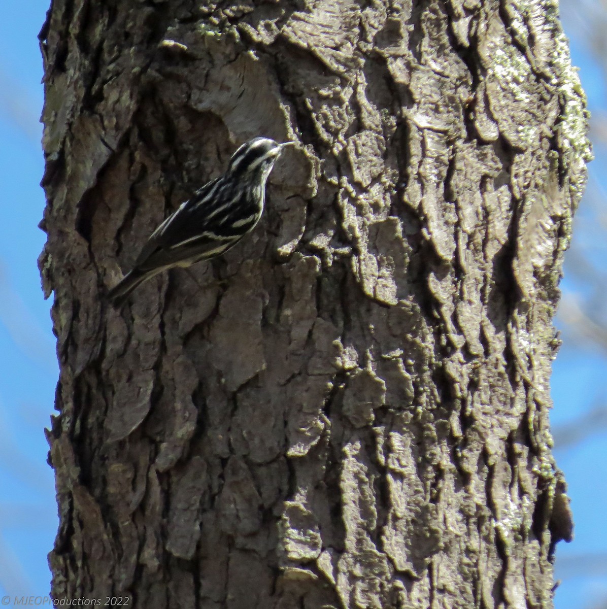 Black-and-white Warbler - ML500604501