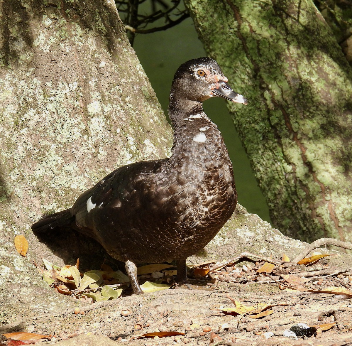 Muscovy Duck (Domestic type) - ML500613121