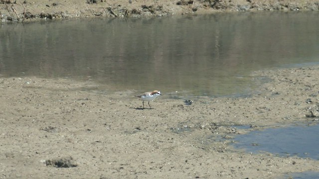 Red-capped Plover - ML500626681