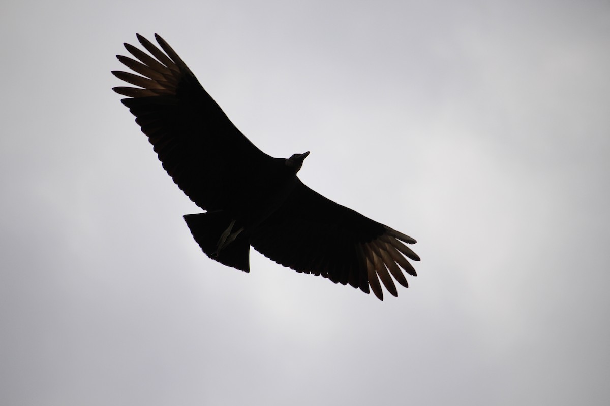 Black Vulture - ML50062671