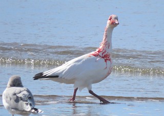 Snow Goose, ML500629511