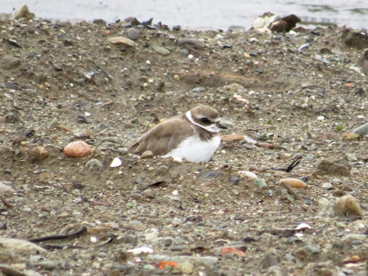Semipalmated Plover - ML500630571