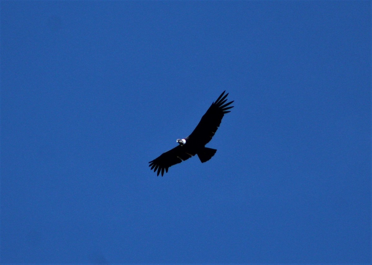 Andean Condor - ML50063401