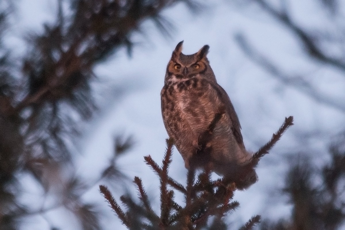 Great Horned Owl - Sue Barth