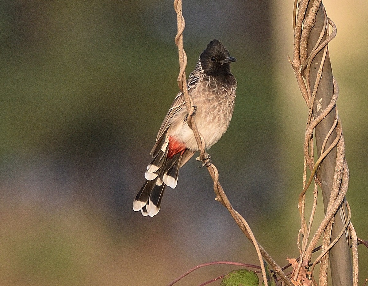Red-vented Bulbul - ML500638631