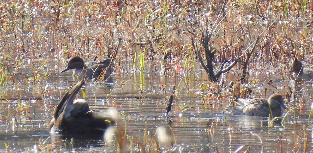 Mass Audubon eBird Checklist 4 Nov 2022 Broadmoor Wildlife