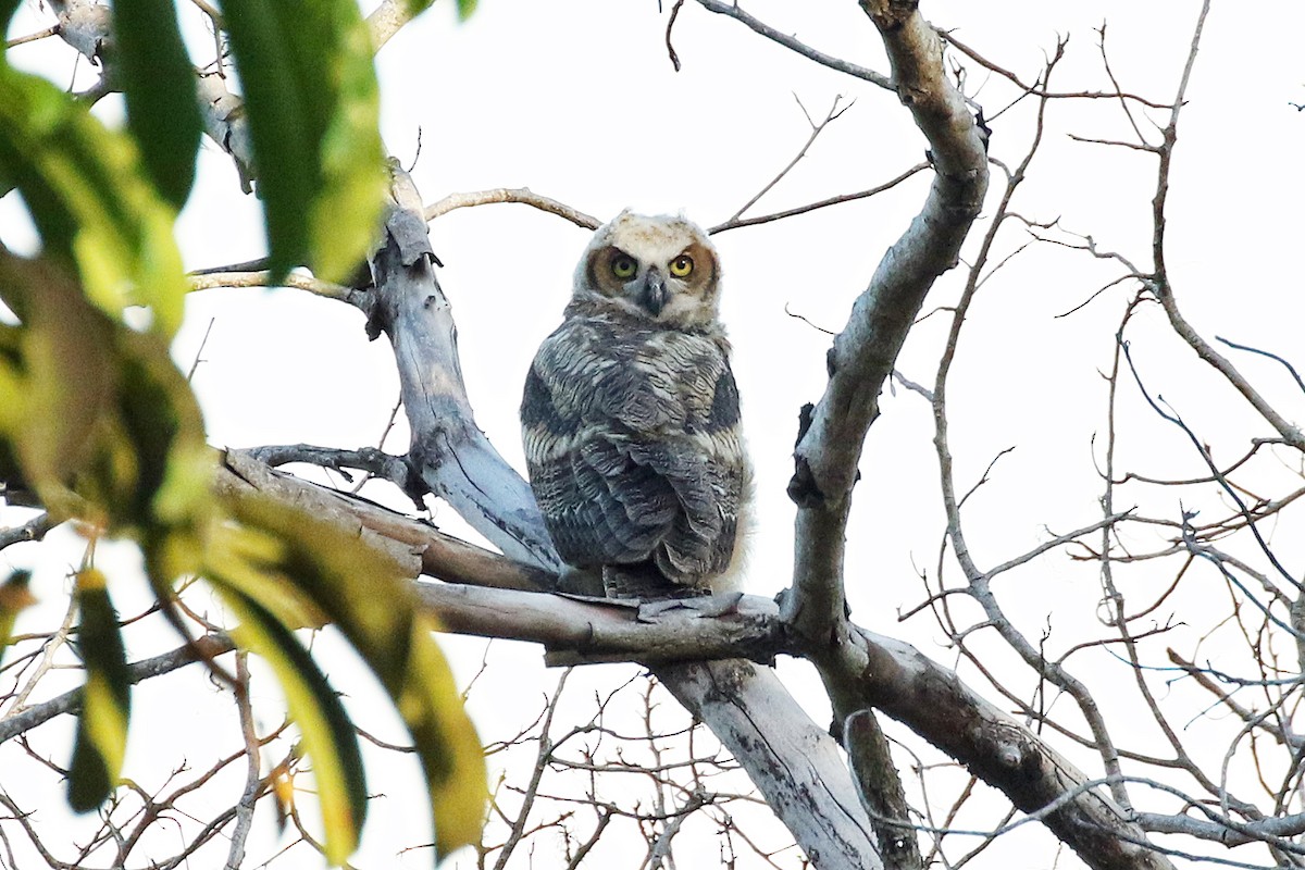 Great Horned Owl - David McQuade