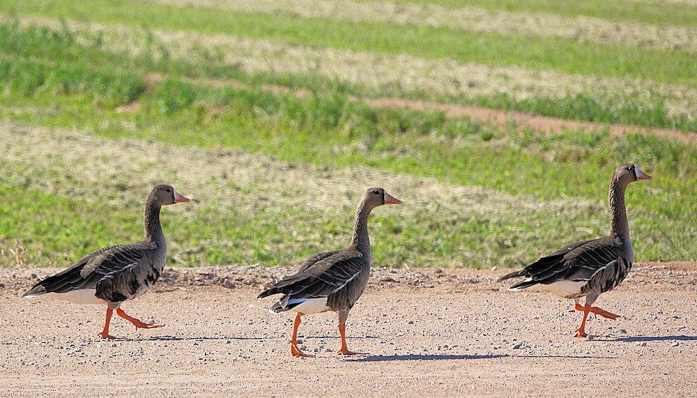 Greater White-fronted Goose - ML500643951