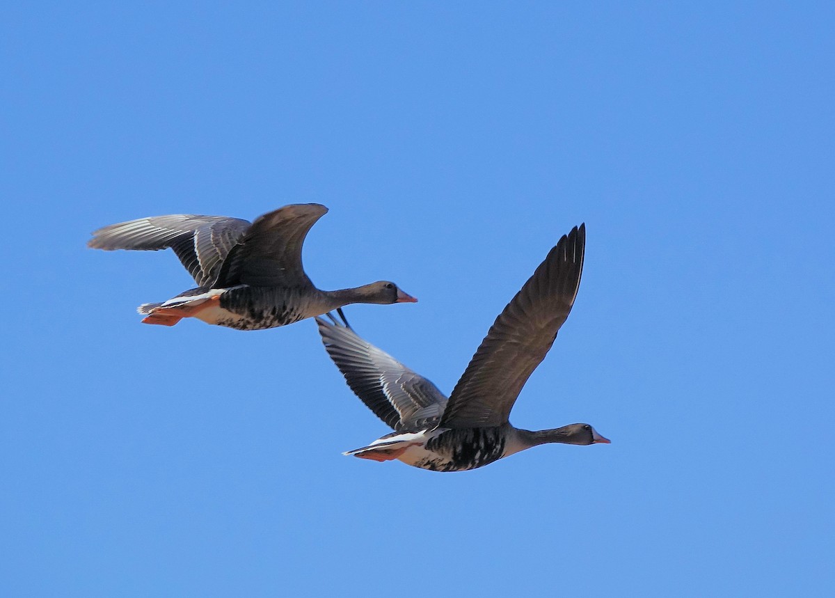 Greater White-fronted Goose - ML500644001
