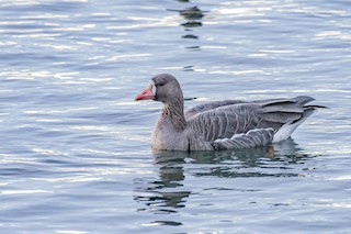 Greater White-fronted Goose, ML500647101