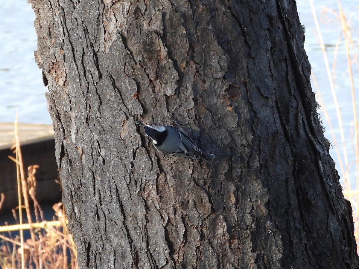 White-breasted Nuthatch - ML500647271