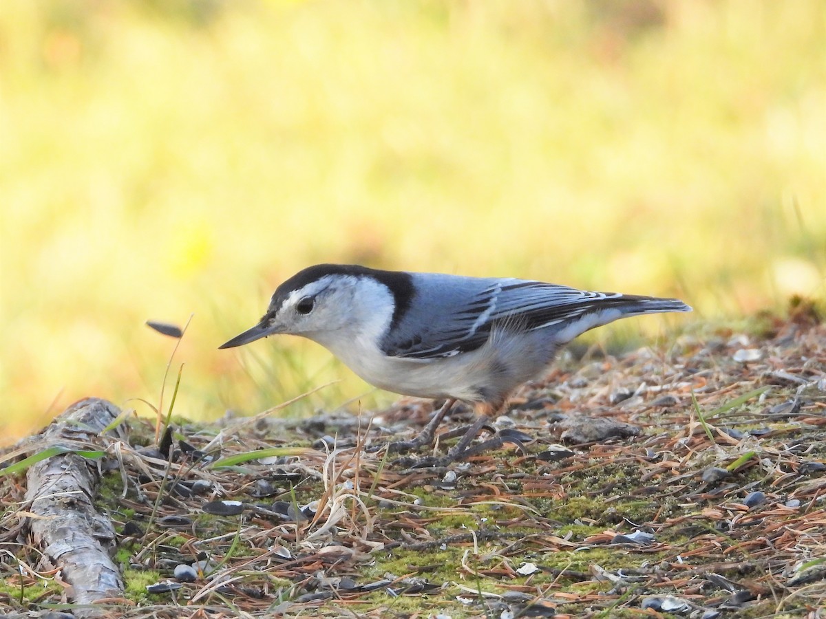 White-breasted Nuthatch - ML500647321