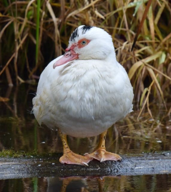 Muscovy Duck (Domestic type) - Barbara Maytom