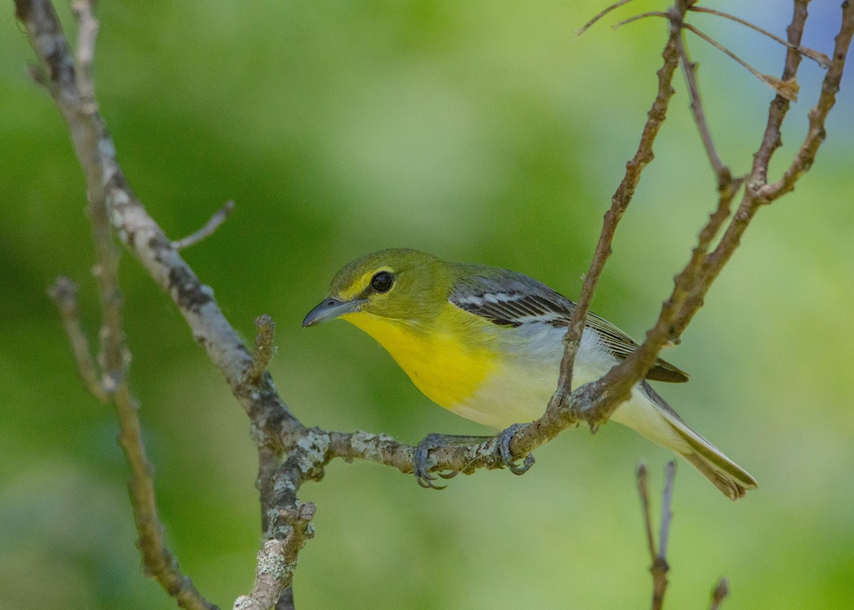Yellow-throated Vireo - Tom Lally