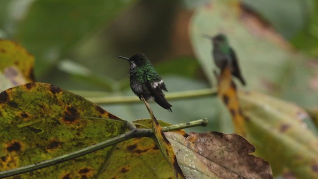 kolibřík trnoocasý - ML500650331