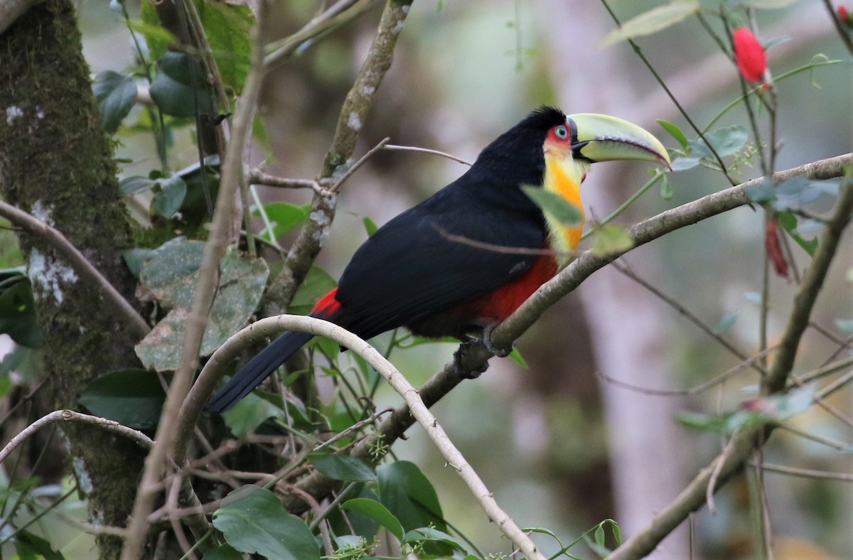 Red-breasted Toucan - ML500653981