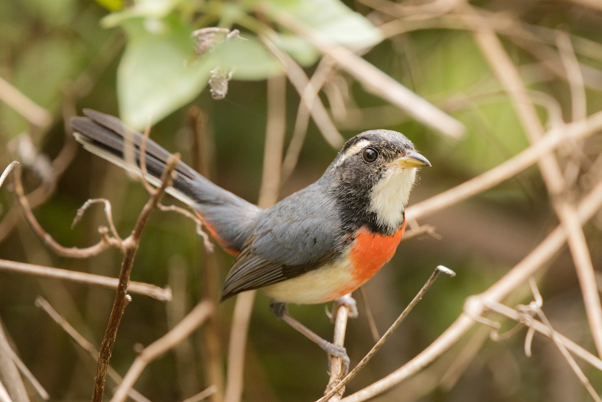 Red-breasted Chat (Red-breasted) - Yann Muzika