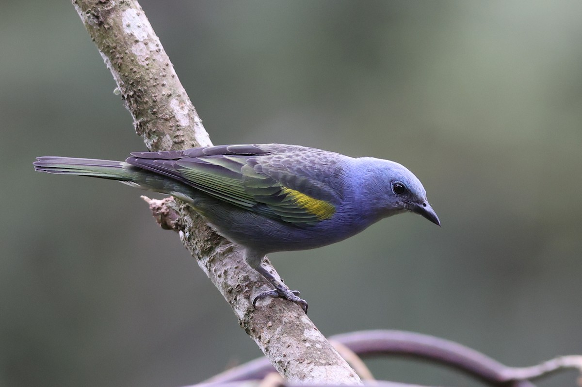 Golden-chevroned Tanager - george parker