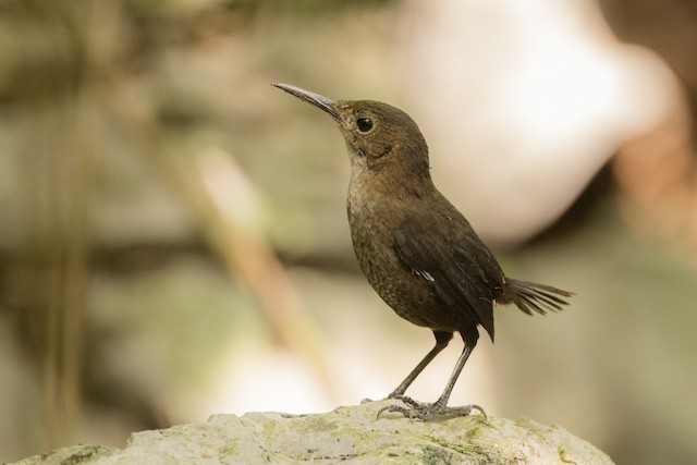 Possible confusion species:&nbsp;Nava's Wren (<em class="SciName notranslate">Hylorchilus navai</em>). - Nava's Wren - 