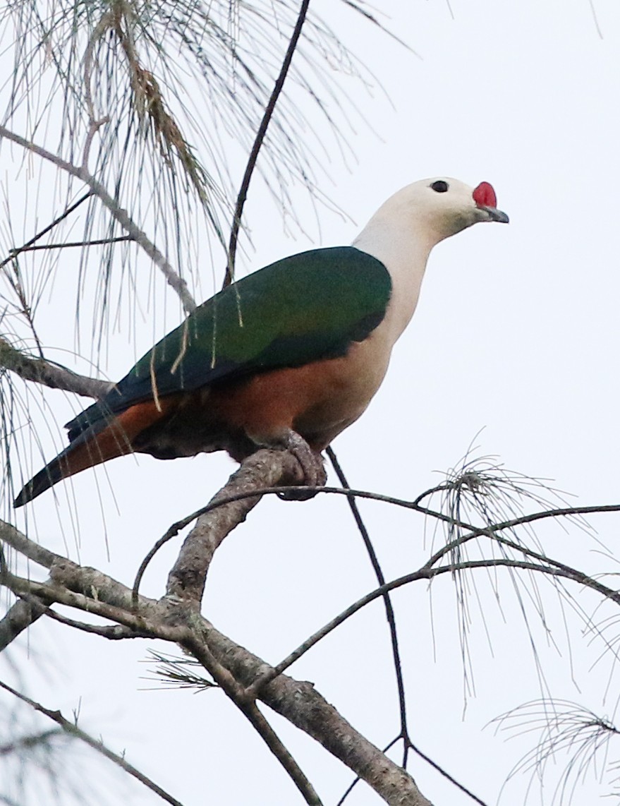 Red-knobbed Imperial-Pigeon - ML500660701