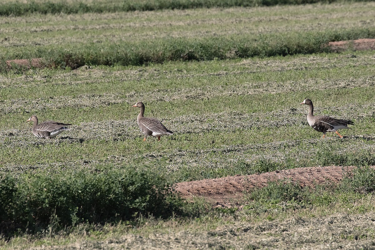 Greater White-fronted Goose - ML500661751