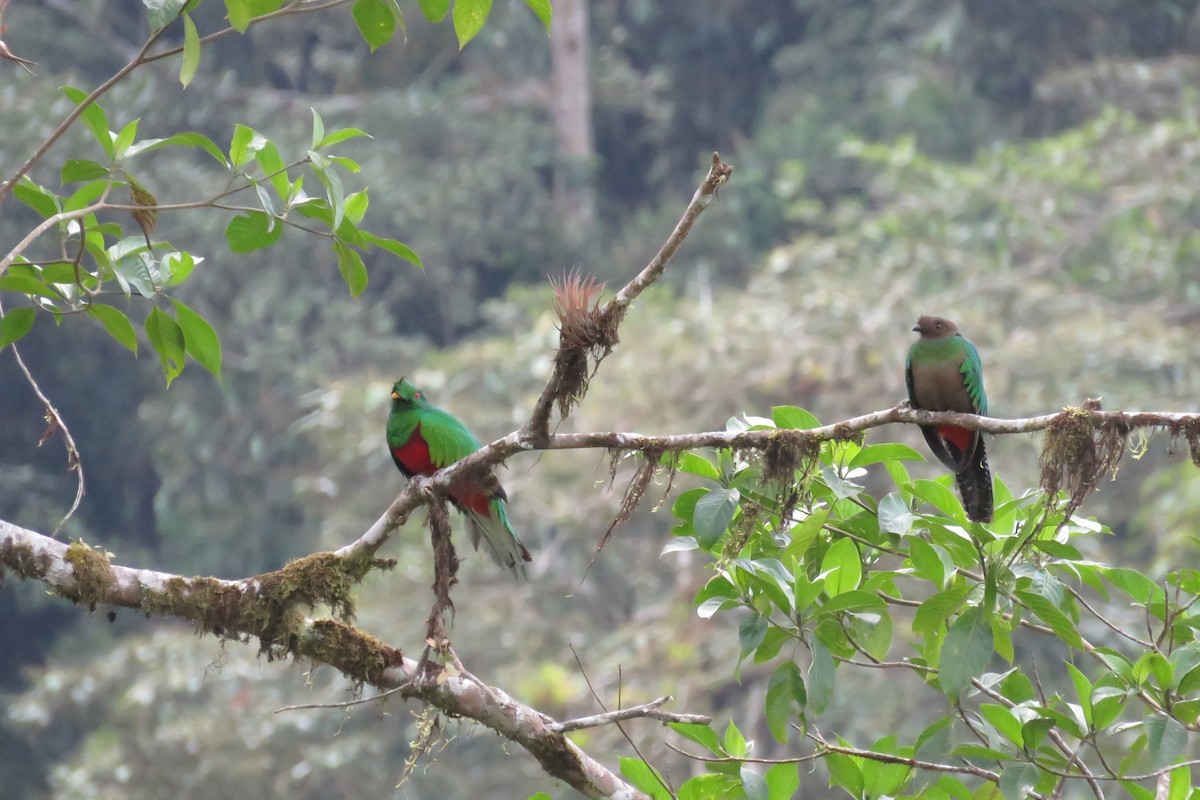 Crested Quetzal - ML50066591