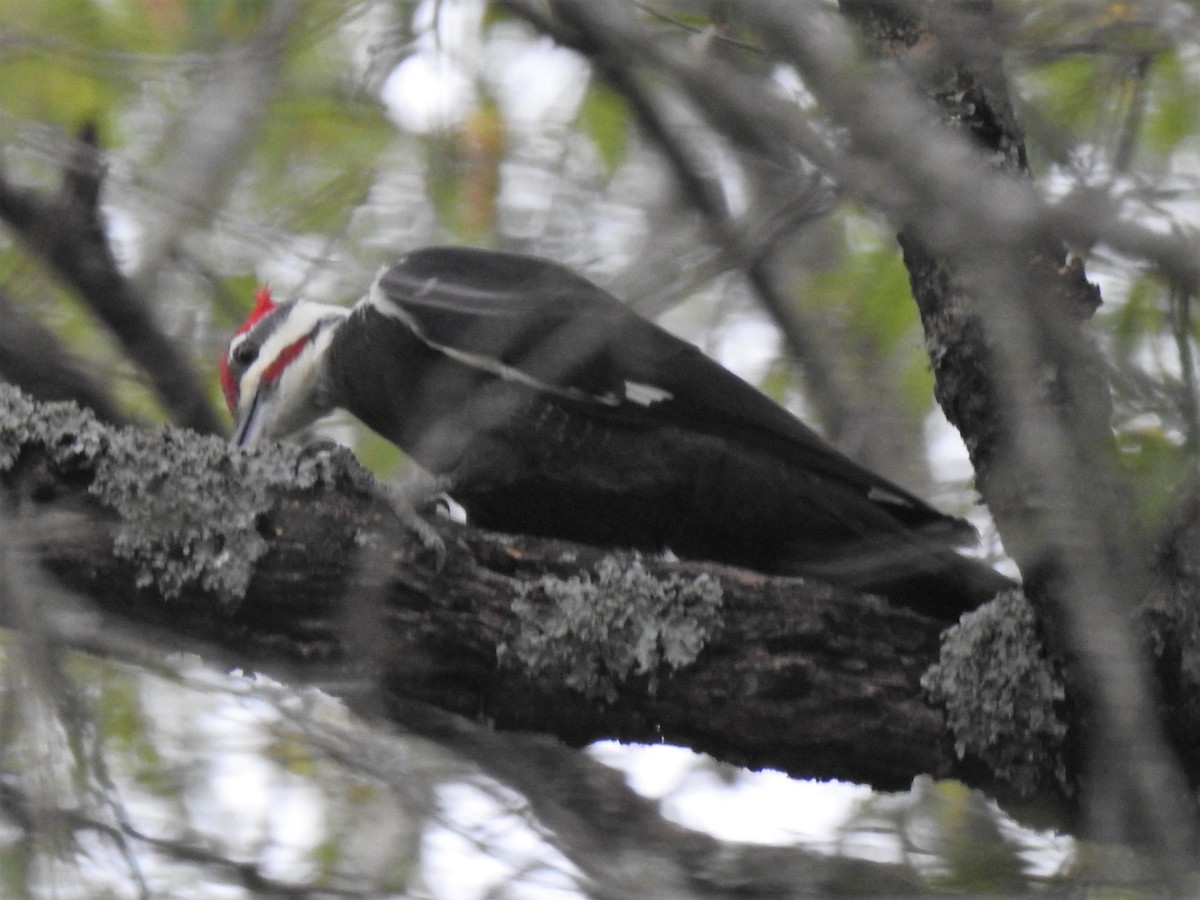 Pileated Woodpecker - Roger Massey