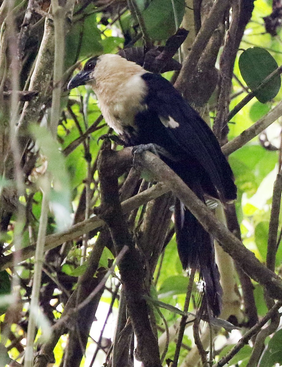 Pied Coucal - ML500667841