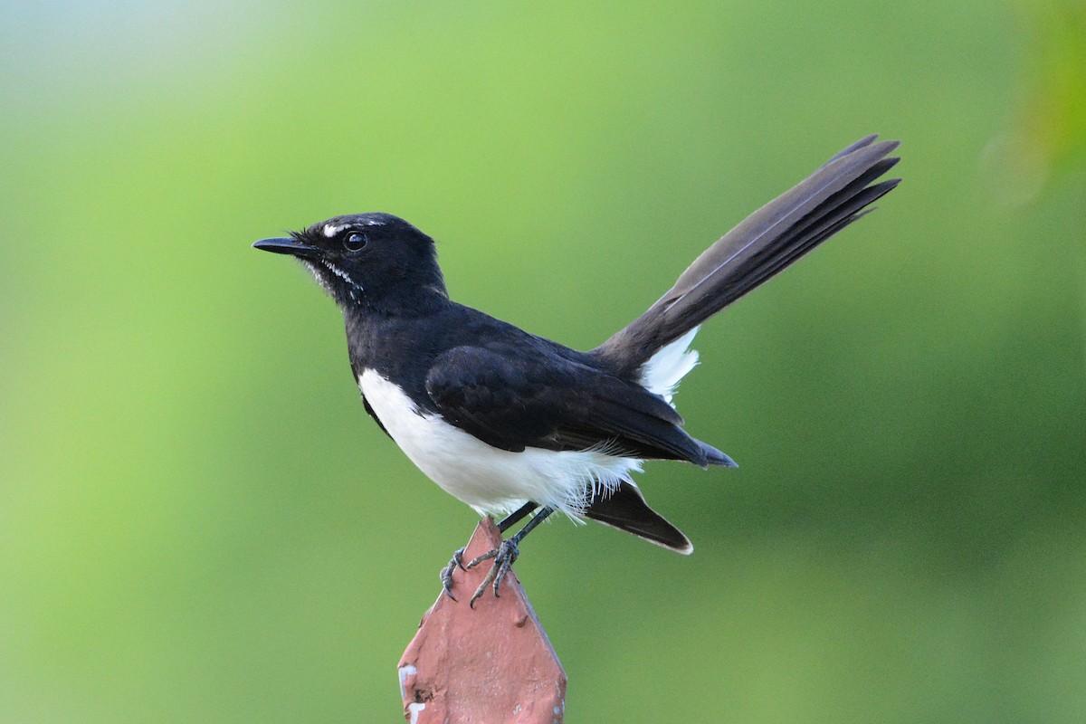 Willie-wagtail - ML500669081