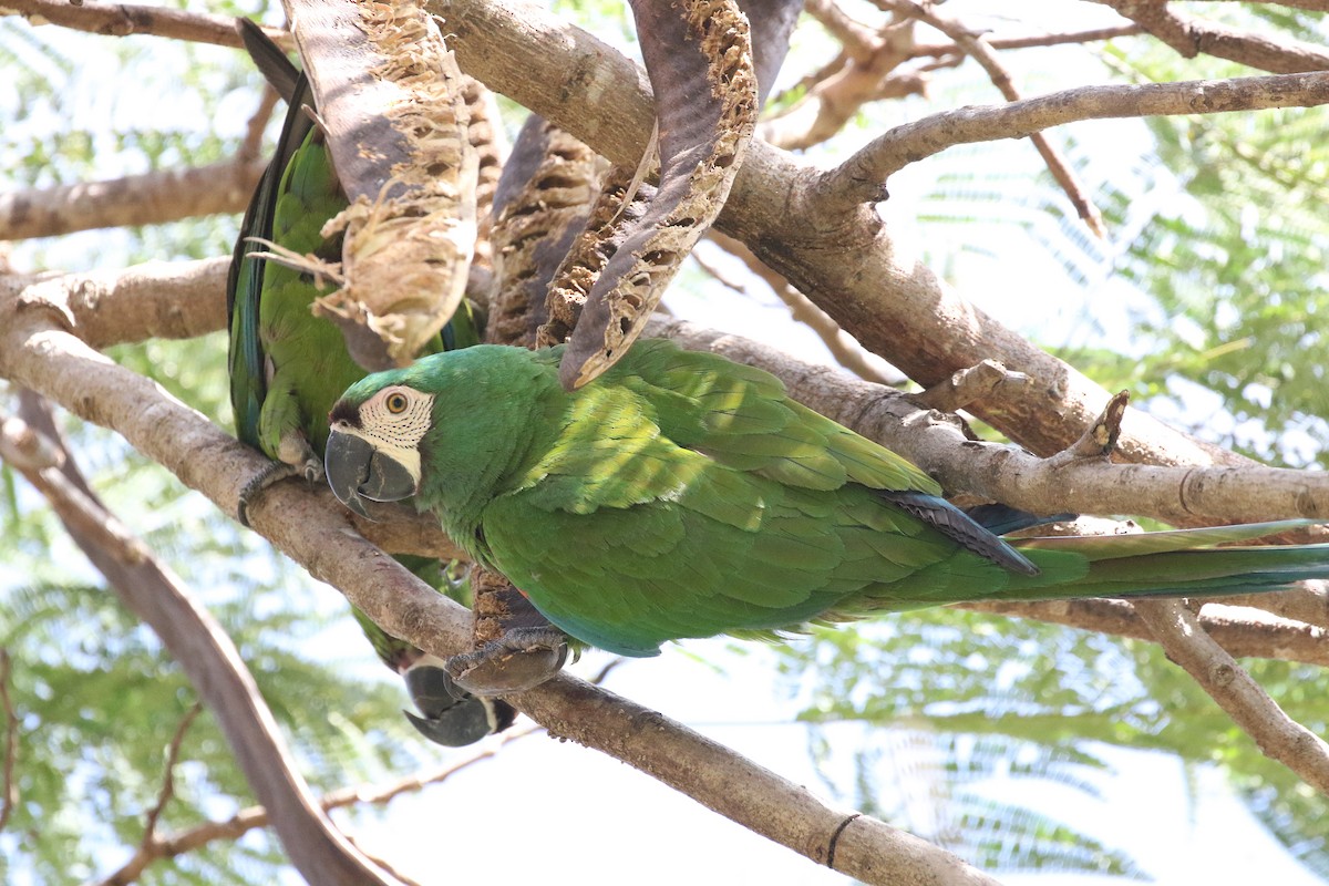 Chestnut-fronted Macaw - ML50068341