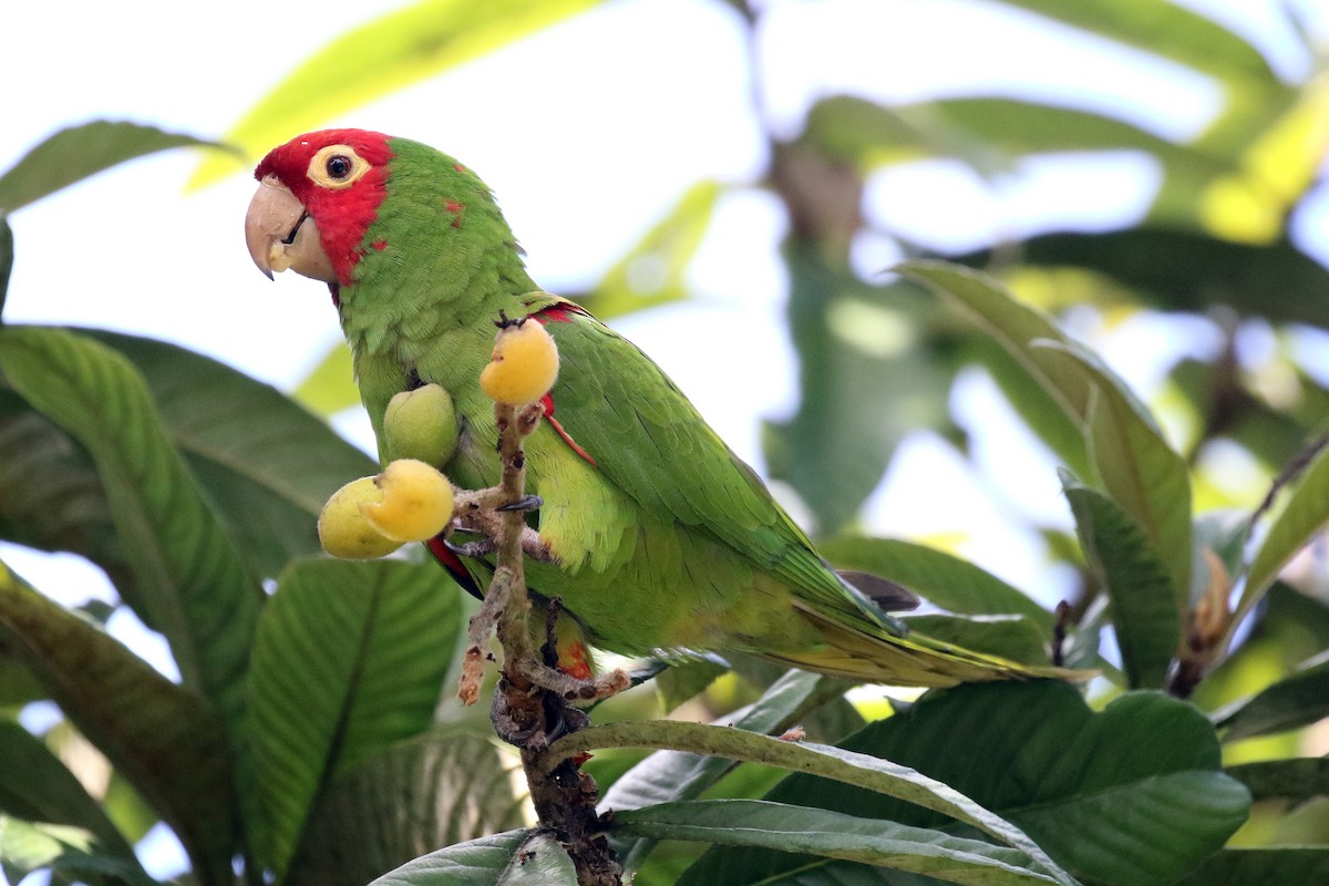 Red-masked Parakeet - David McQuade