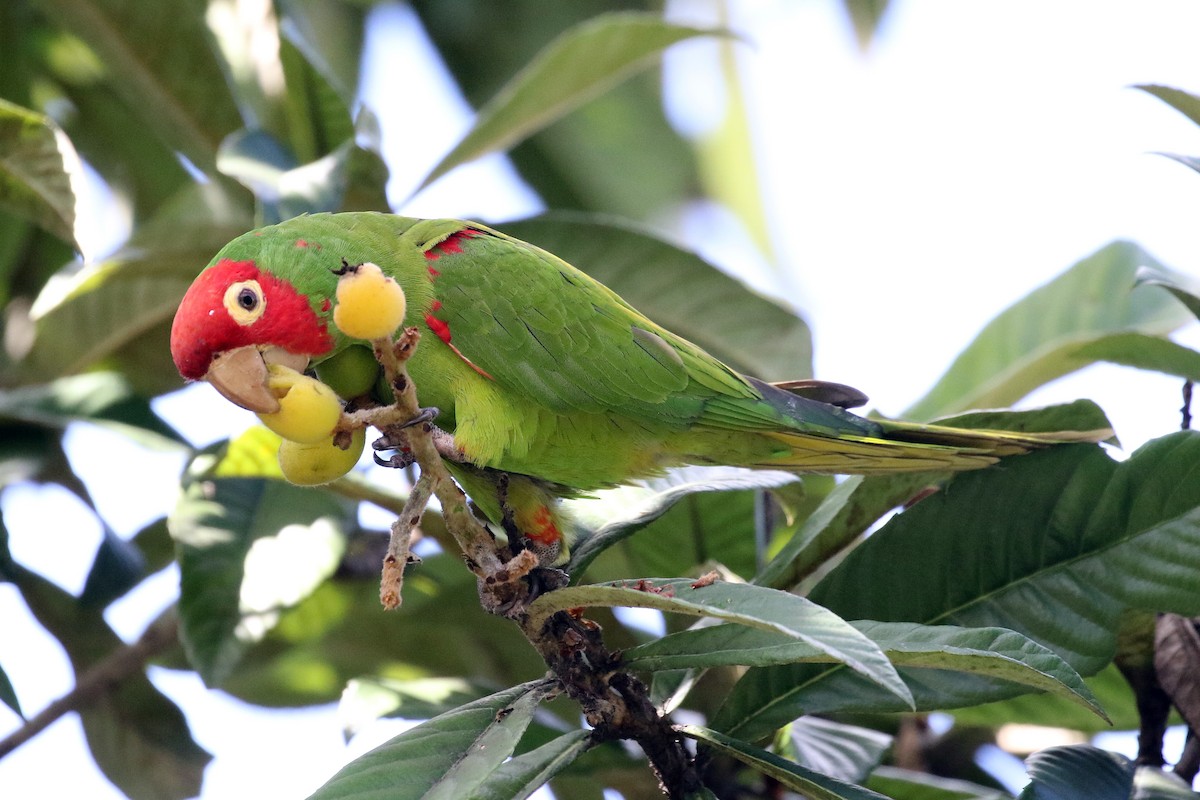 Guayaquil Papağanı - ML50068401